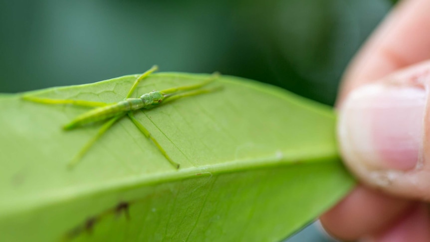 A tiny nymph Lord Howe Island stick insect perfectly camouflaged against a green leaf.