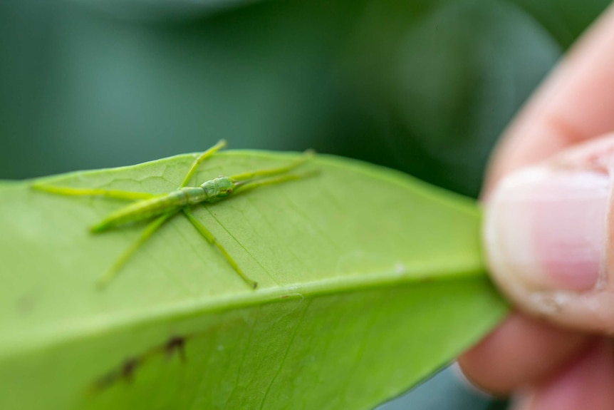 A tiny nymph Lord Howe Island stick insect perfectly camouflaged against a green leaf.