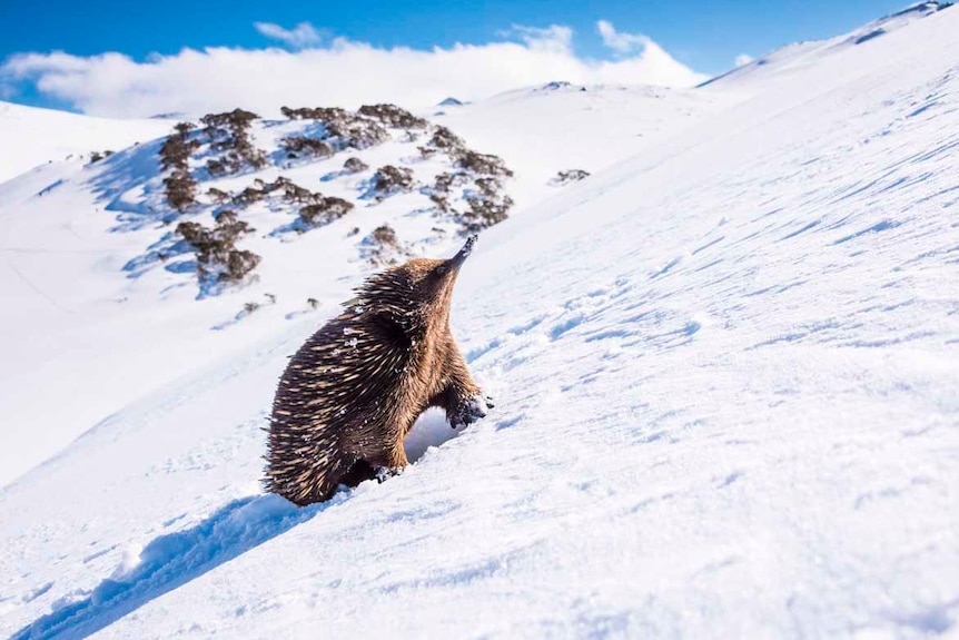 An echidna keeps its head held high as it climbs up the side of a snowy mountain.