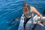 A woman on a boat looks back at a great white shark on the water, with a tuna in her lap
