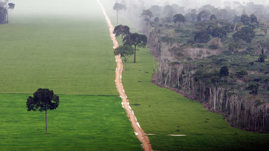 A large clearing next to dense rainforest on a cloudy and rainy day