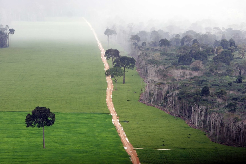 A large clearing next to dense rainforest on a cloudy and rainy day