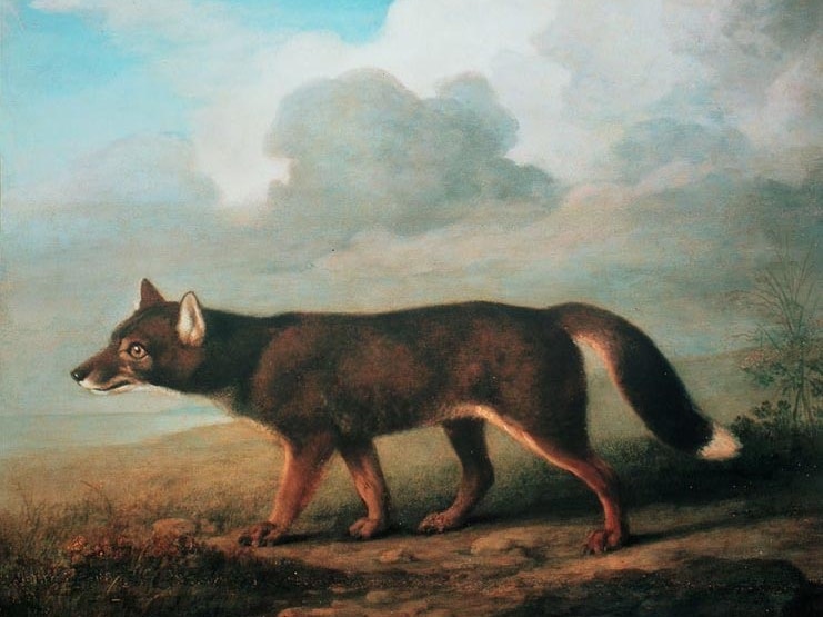 A portrait of a large Dog from New Holland (Dingo) by George Stubbs, 1772.