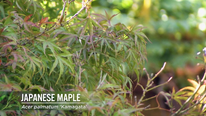 Japanese Maple Image