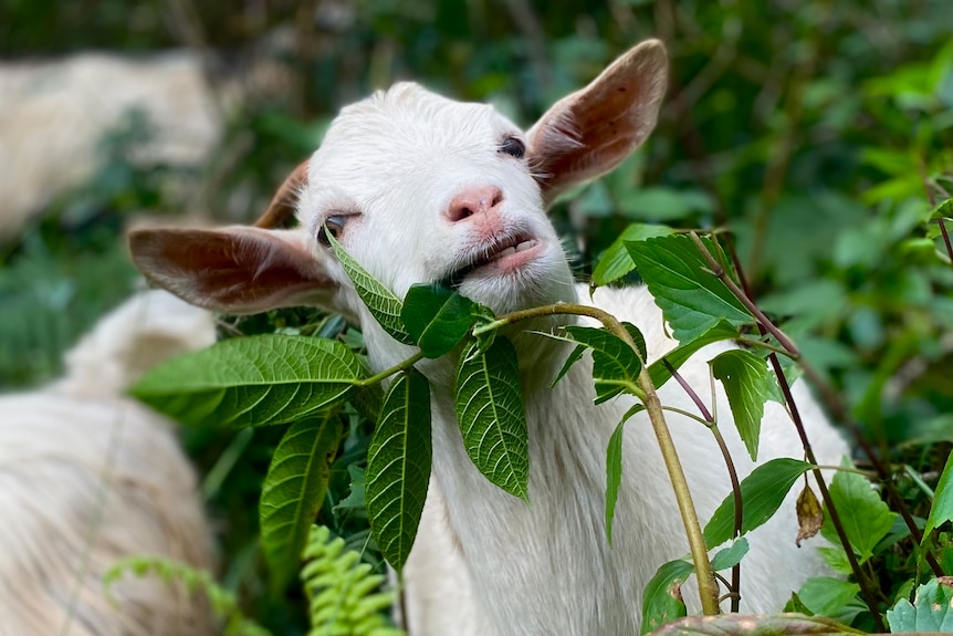 A white goat eats a green leaf