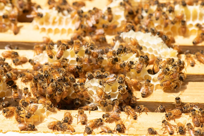Close-up photo of bees crawling over honeycomb in the 'frame' of a beehive