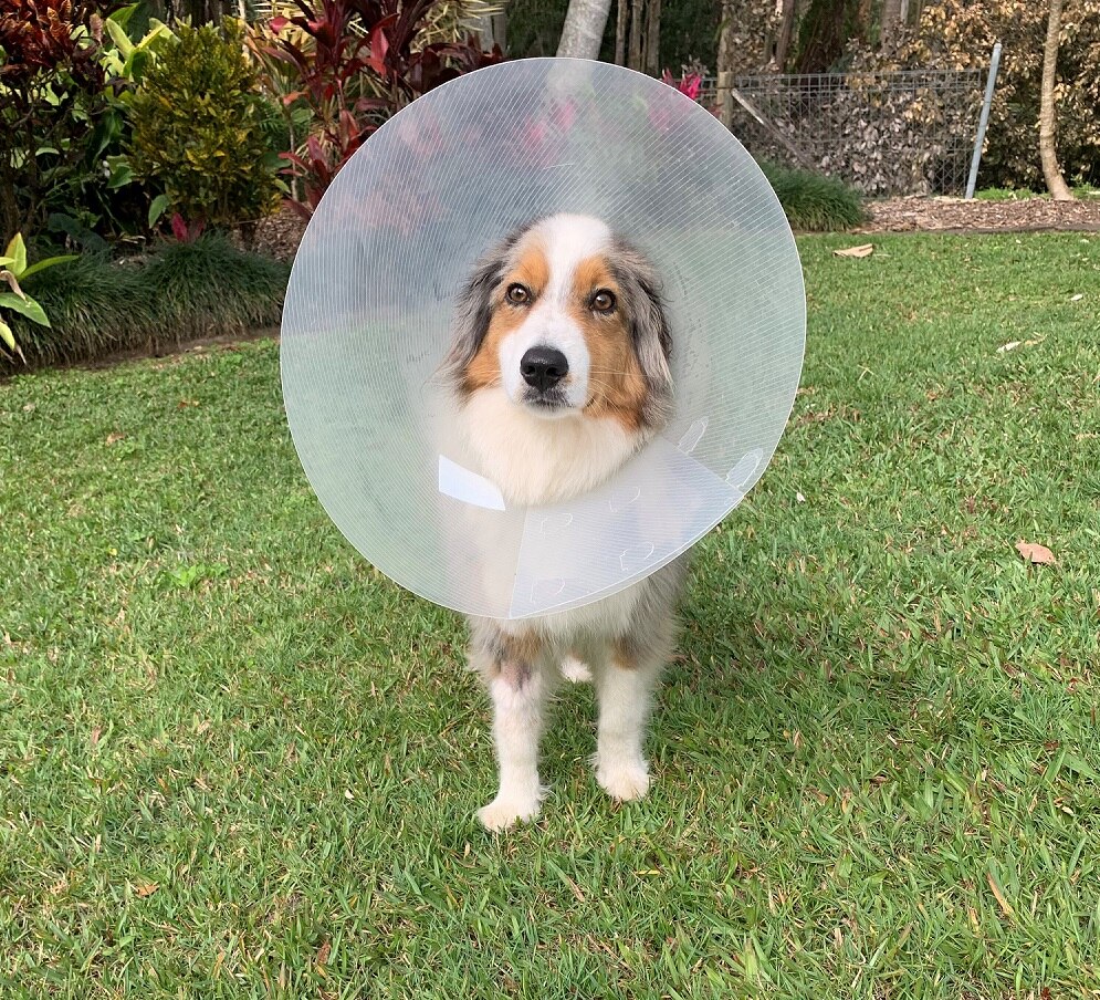 Why Do Dogs Lick Concrete