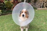 A dog wearing a plastic cone collar