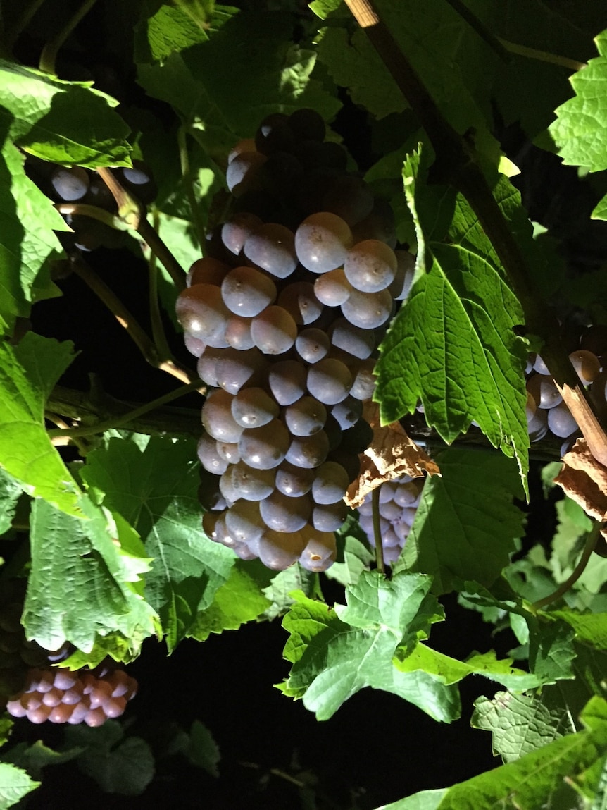 Grapes in Tasmania