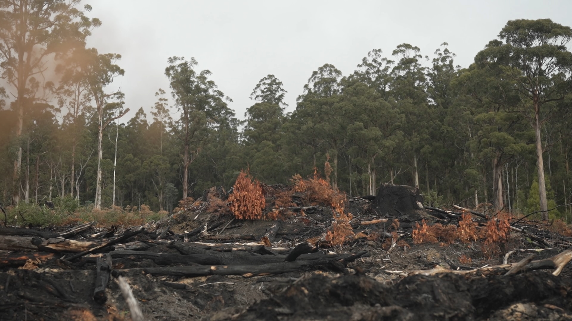 An area of logged and burnt forest with standing forest in background.