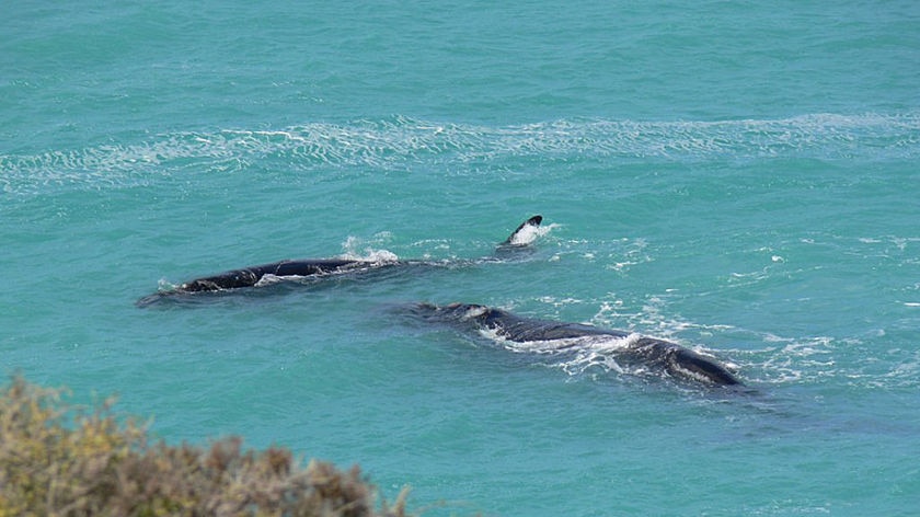 Whales off SA coast