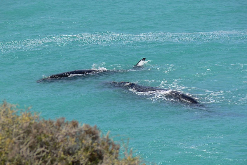Whales off SA coast