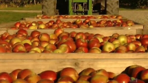 SA apples being sent to Britain