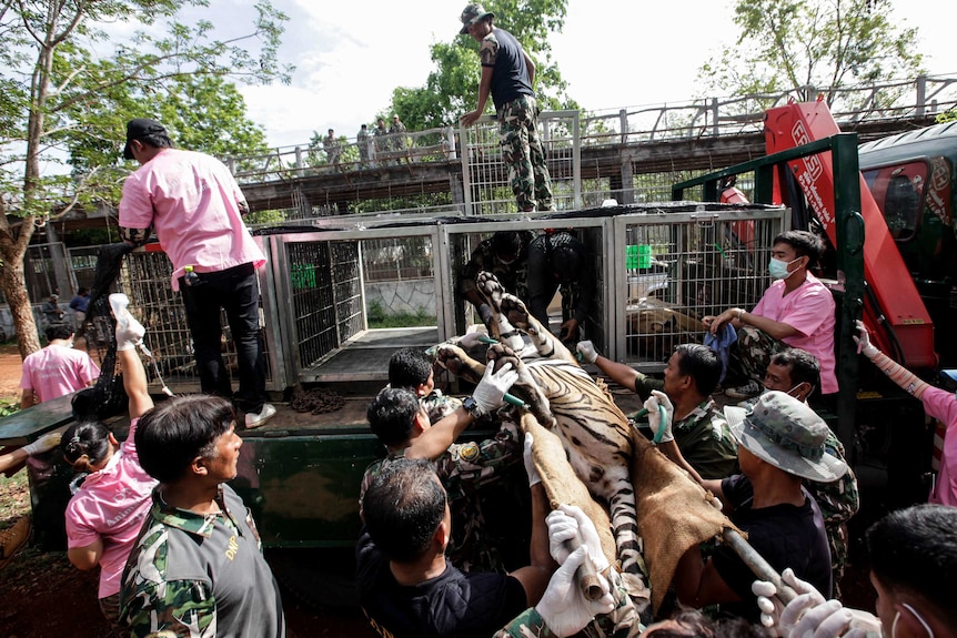 Thailand's Tiger Temple raided