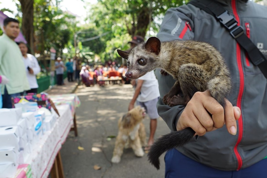 A civet looking suspicious