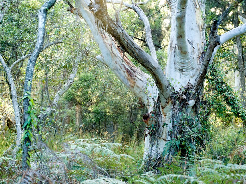 A section of bushland with trees and plants pictured.