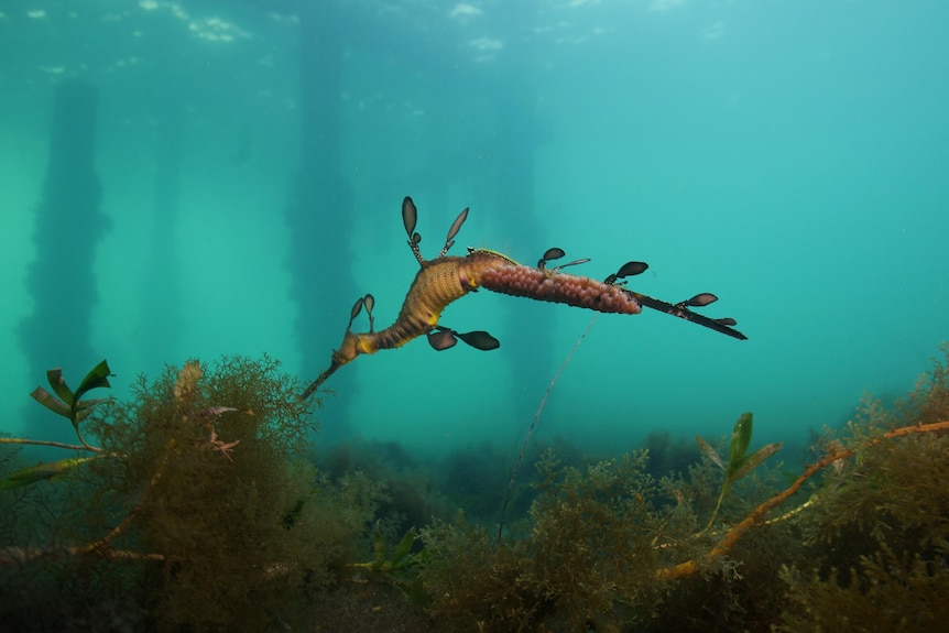 A weedy seadragon swims above kelp, with pylons covered in microorganisms visible behind it.