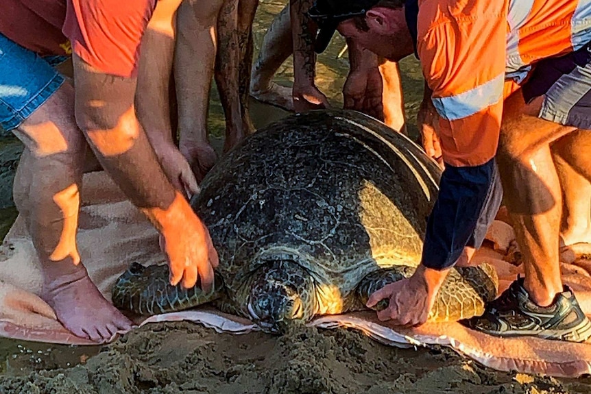 A group of men lift the injured green turtle
