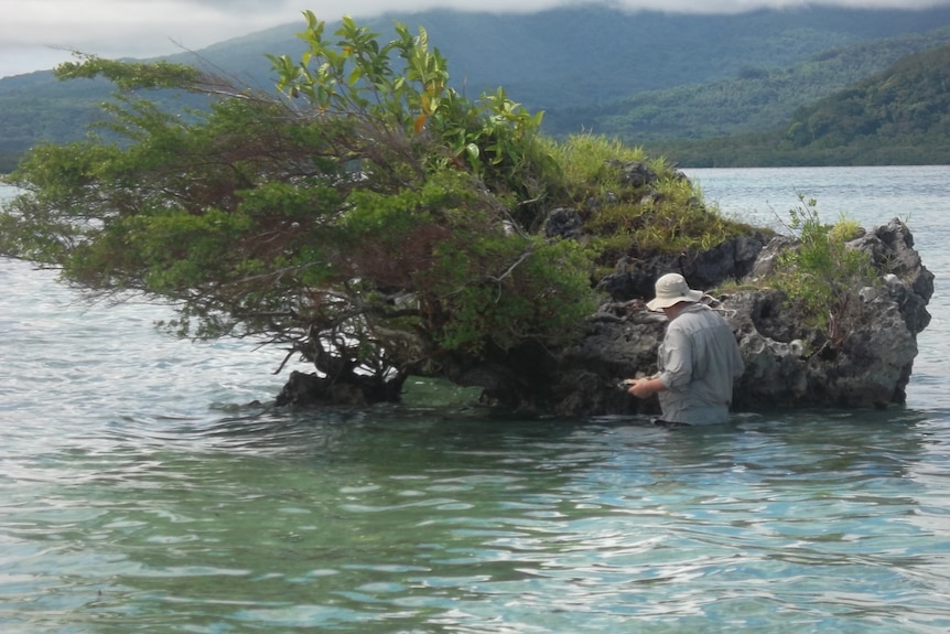 A man stands in waist deep water inspecting a fossilised grey chunk of coral that sits above sea level has a small tree on it.