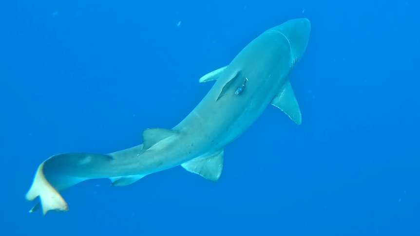 A shark in the water with a tag near its fin.