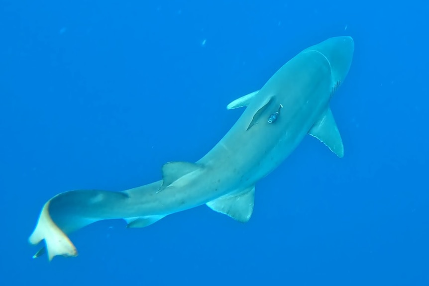 Un requin dans l'eau avec une étiquette près de sa nageoire.