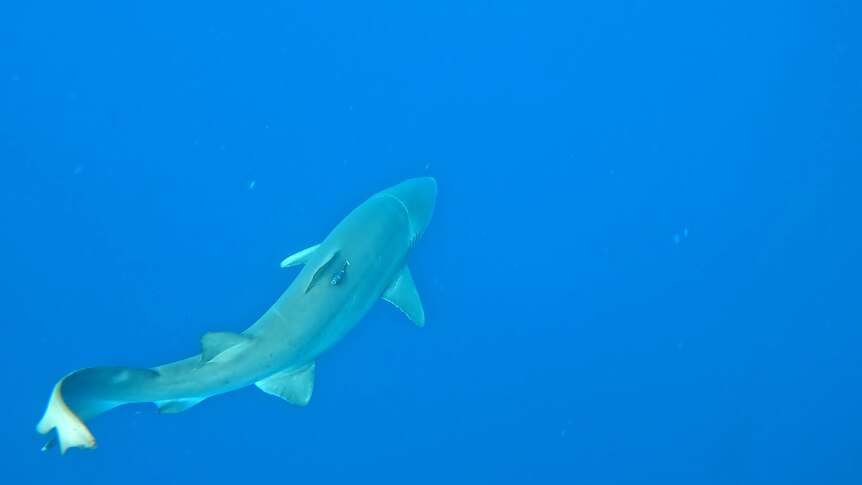 A shark with a small monitor on its back swimming in bright blue water.
