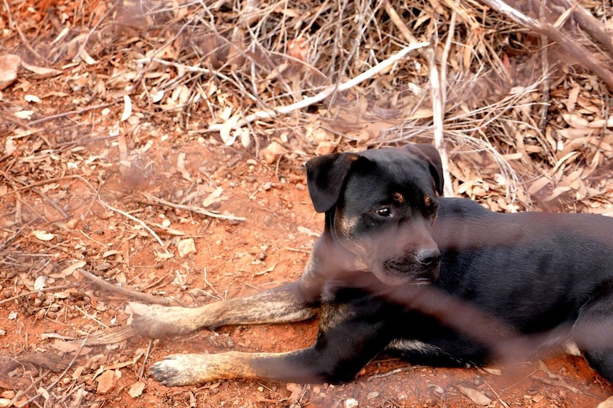 A black dog lying on red dirt behind a fence.