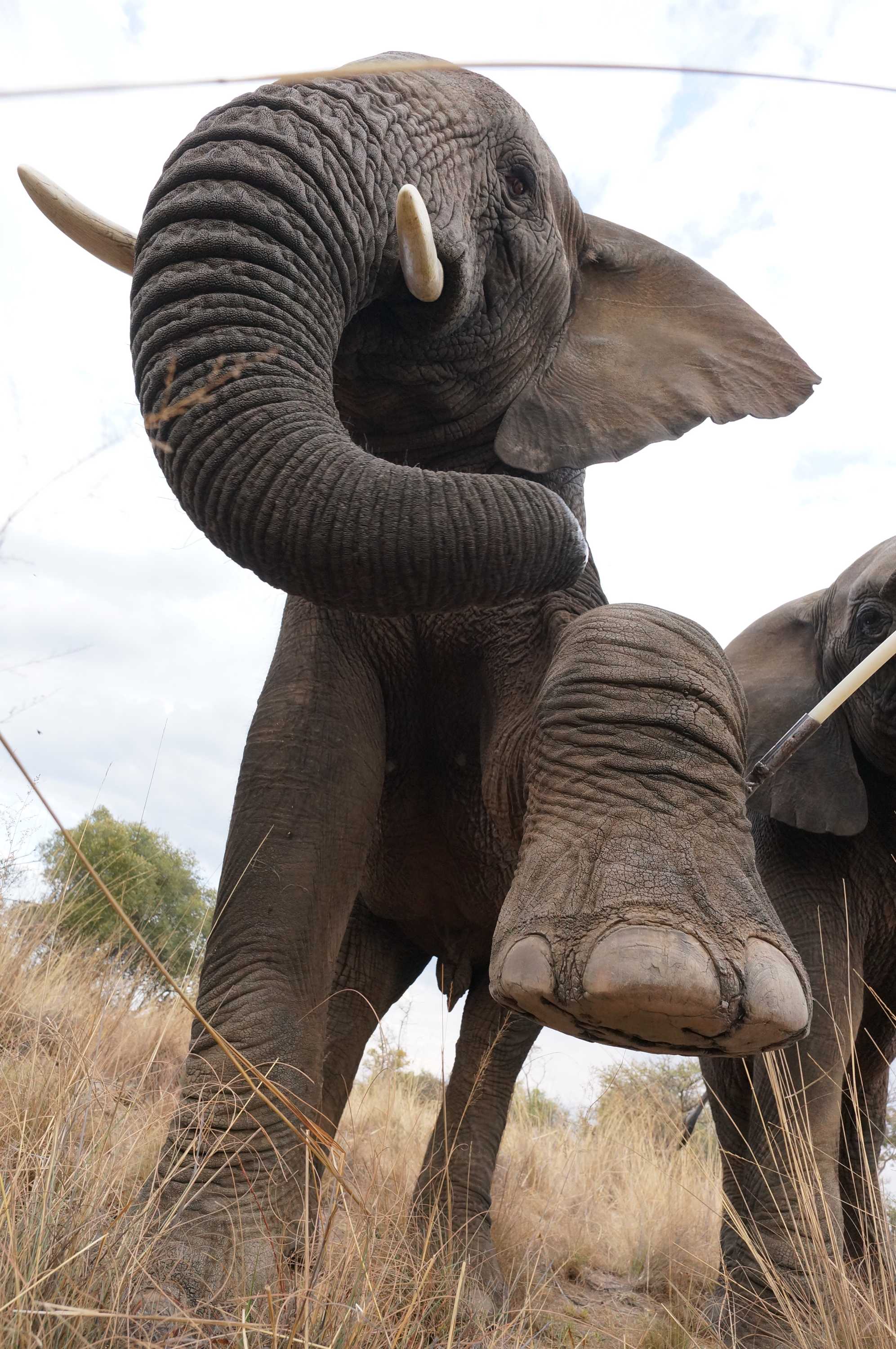Pressuresensing technology used to analyse elephant walking traits to