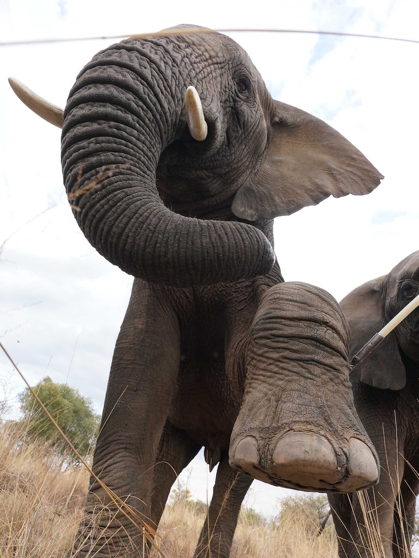 A very large number of elephants get euthanased every year due to foot disease.