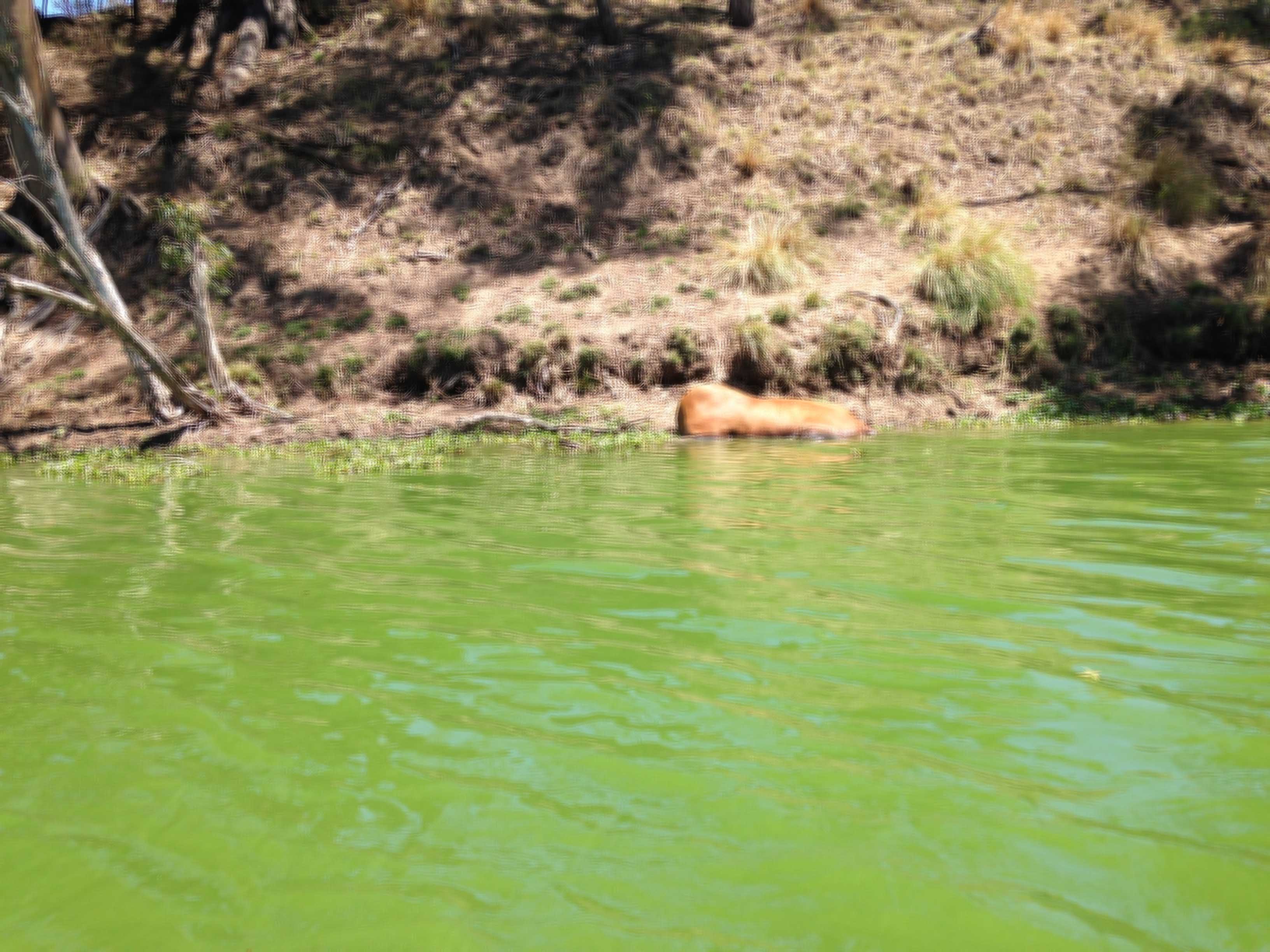 Toxic water can kill livestock within minutes. Fencing and water