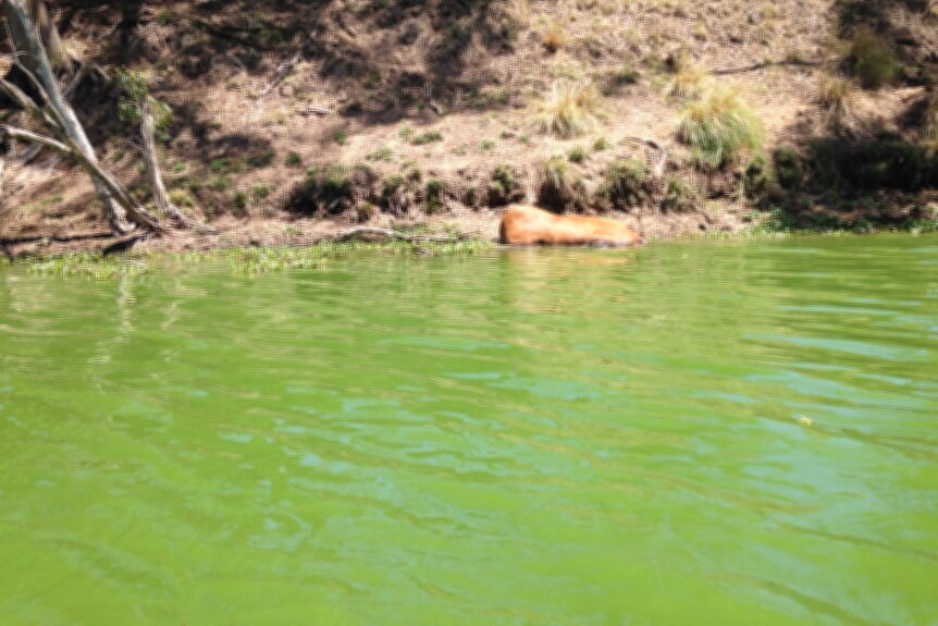 Bright green water with a dead animal on the banks.