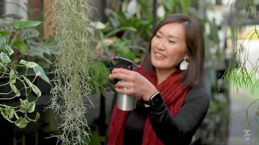 Woman misting a plant with a spray bottle.