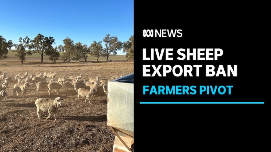 Live sheep export ban, Farmers Pivot: Sheep in a dusty field with a row of trees in the background. 