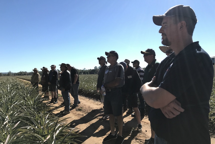 Growers looking towards a presenter in the field.