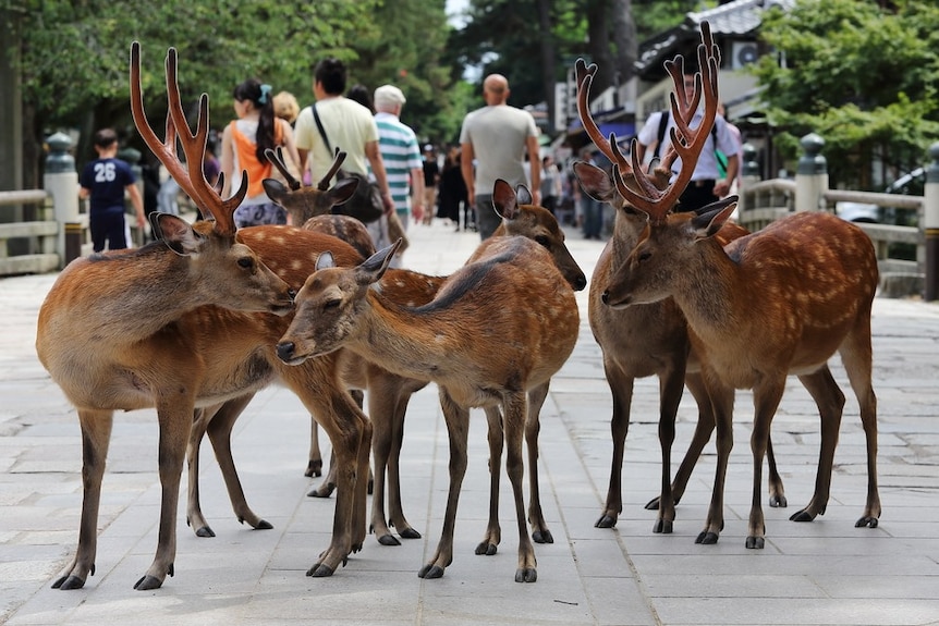 Deer pictured at Japan's famed Nara Park.