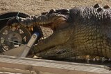 A dead crocodile on a trailer