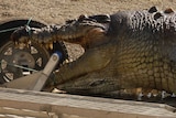 A 5.2 metre crocodile lies dead on a trailer next to a river after being shot near Rockhampton.