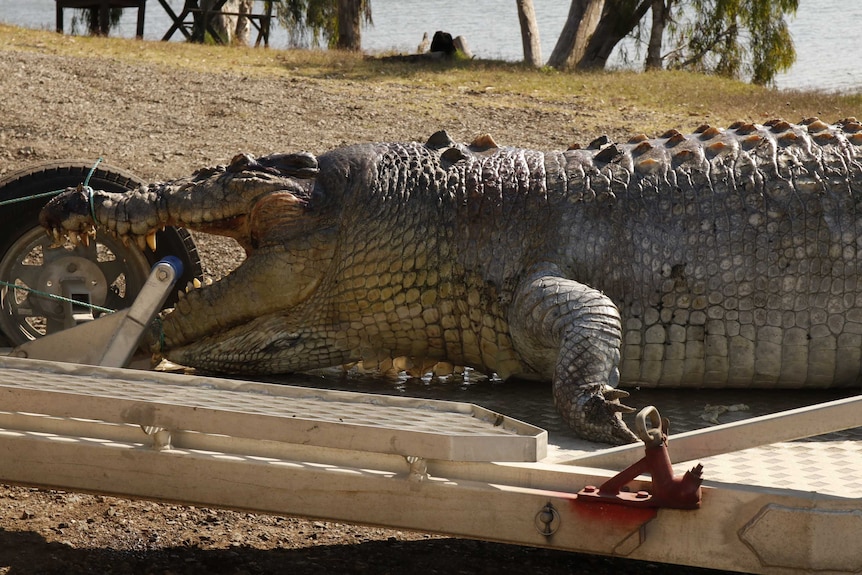 A 5.2 metre crocodile lies dead on a trailer next to a river after being shot near Rockhampton.