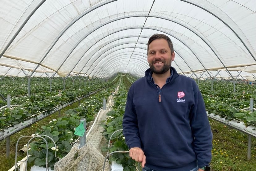 A man in a navy blue jumper stands between rows of strawberries and smiles at camera.