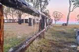 Icicles hang off a paddock fence in the outback.