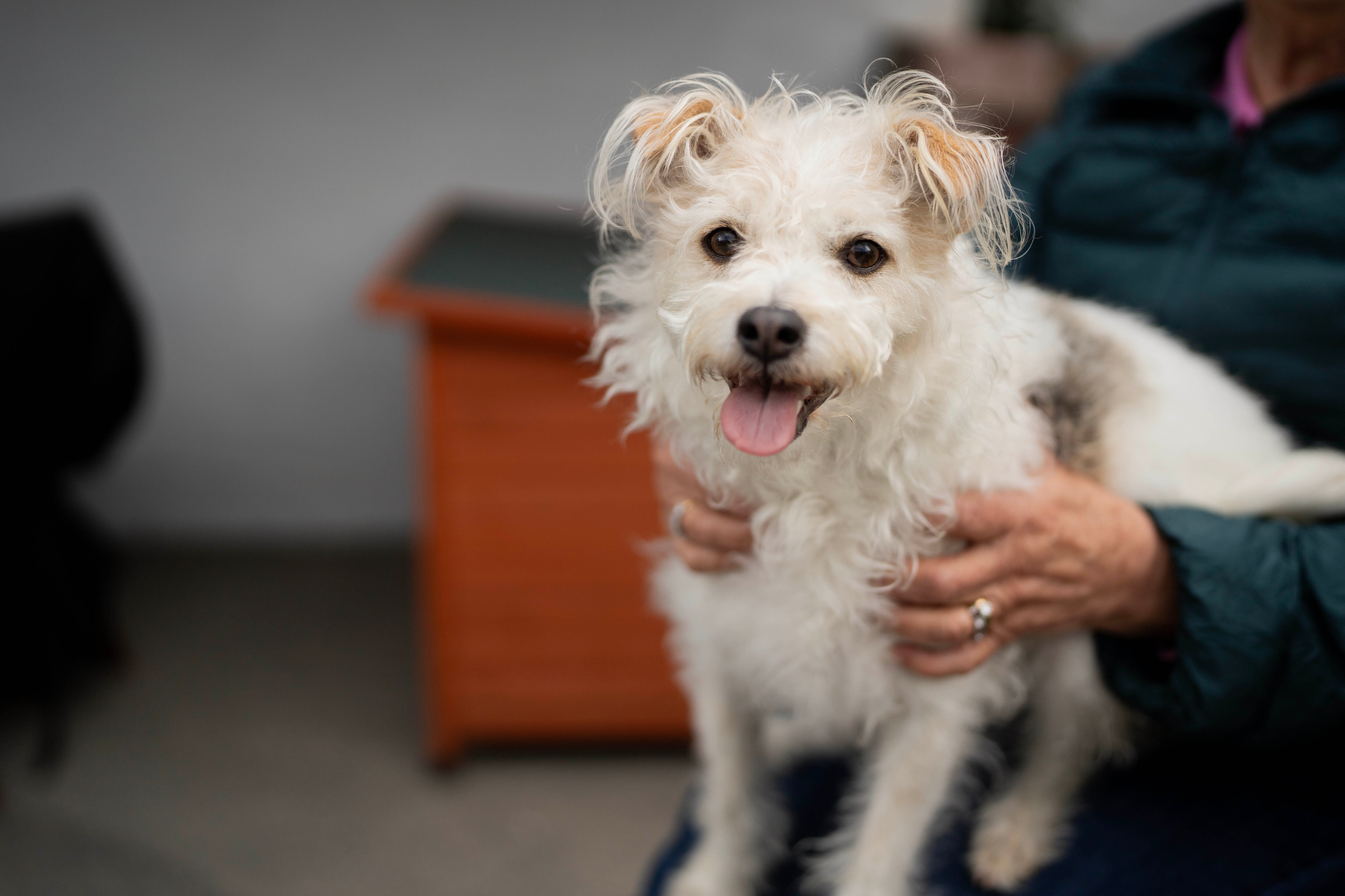 Um cachorrinho branco sentado no colo de um humano, sorrindo para a câmera.