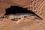 A crocodile on a sandbank seen from  a drone.