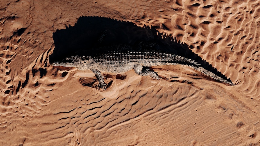 A crocodile on a sandbank seen from  a drone.