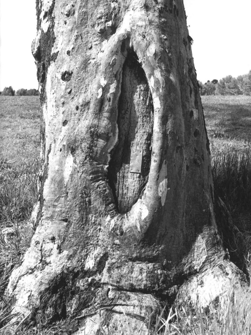 A tree with an oval shape cut into its middle stands in the middle of a playing field.