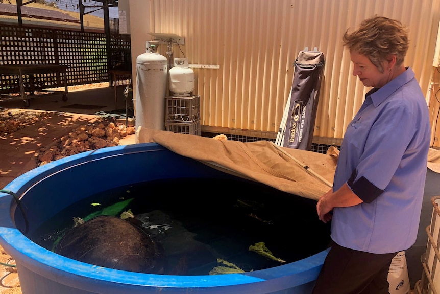 A woman stands over a large blue tub looking at the turtle inside the enclosure
