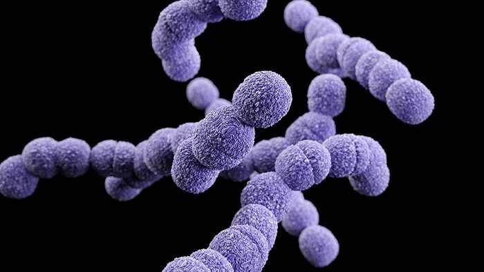 The Streptococcus agalactiae bacteria