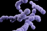 The Streptococcus agalactiae bacteria