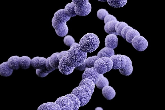 The Streptococcus agalactiae bacteria