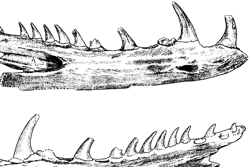 John Scanlon's drawings of the fossil jawbone that may once again be known as Montypythonoides riversleighensis.