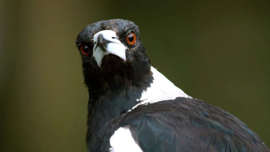 A picture of a magpie with green background